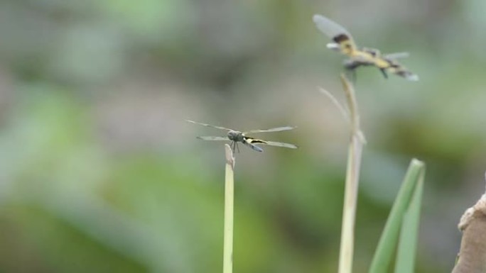 蜻蜓落在草尖上的蜻蜓自然界复眼昆虫