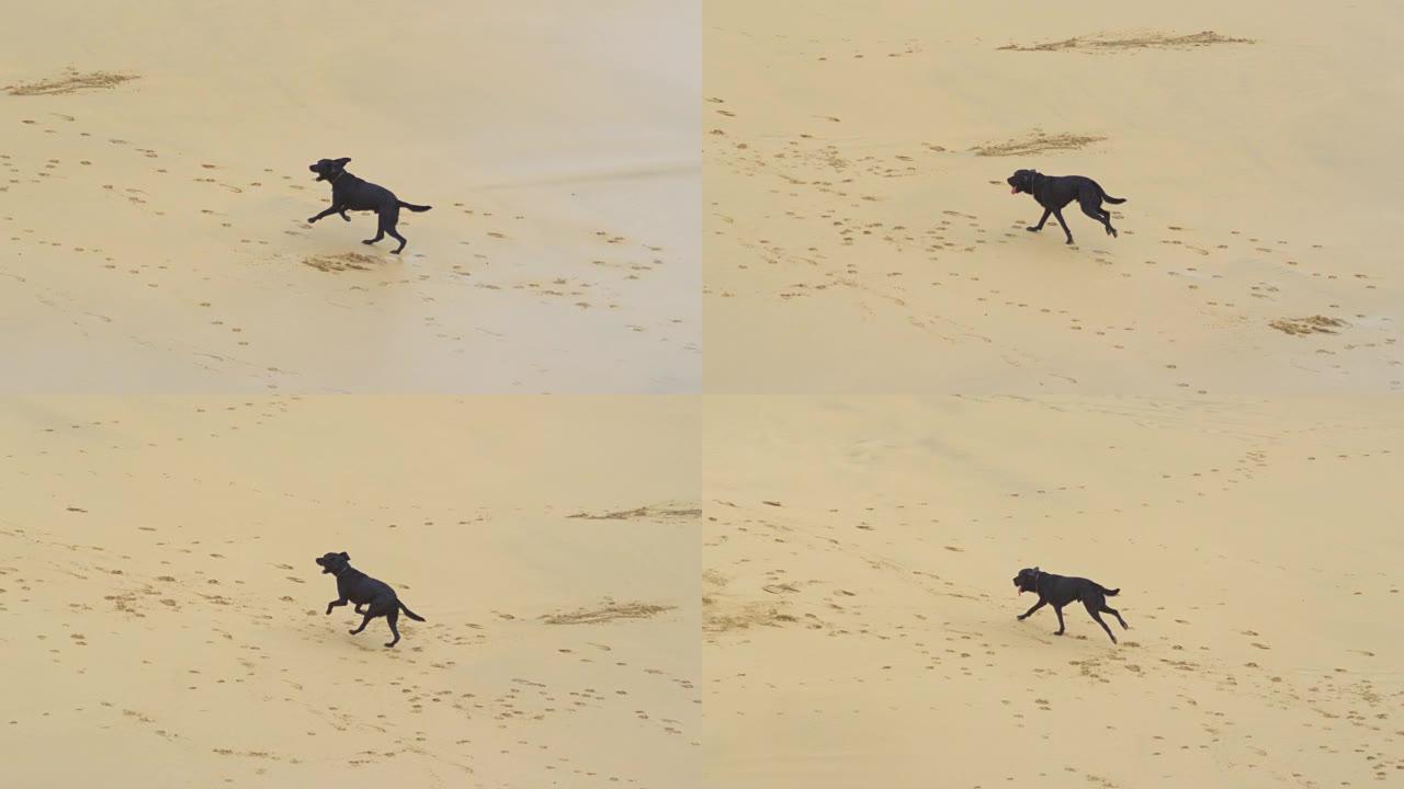 慢动作: 年轻的黑狗在沙滩上奔跑，在沙滩上留下爪印。
