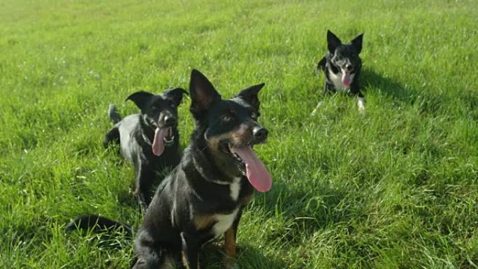 肖像: 三只可爱的边境牧羊犬在凉爽的草地上休息时喘着气。