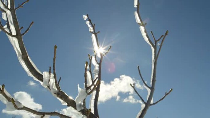 特写: 在阳光明媚的冬日，雪白的树枝上闪闪发光的冰霜