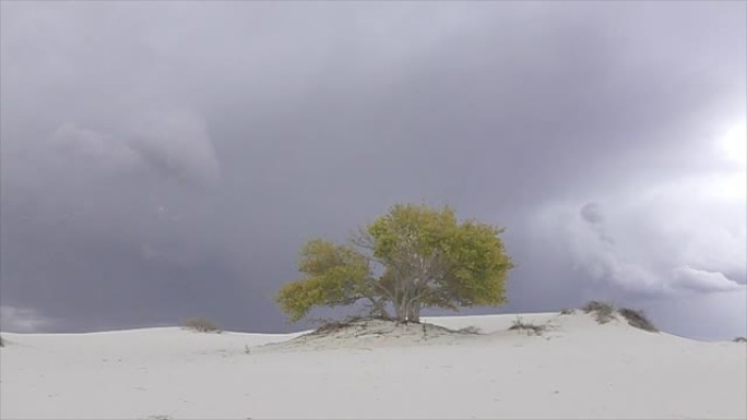 雷暴闪电在沙漠中五颜六色的孤树后面袭来