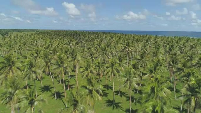 空中: 飞越偏远热带岛屿上令人叹为观止的棕榈树种植园。