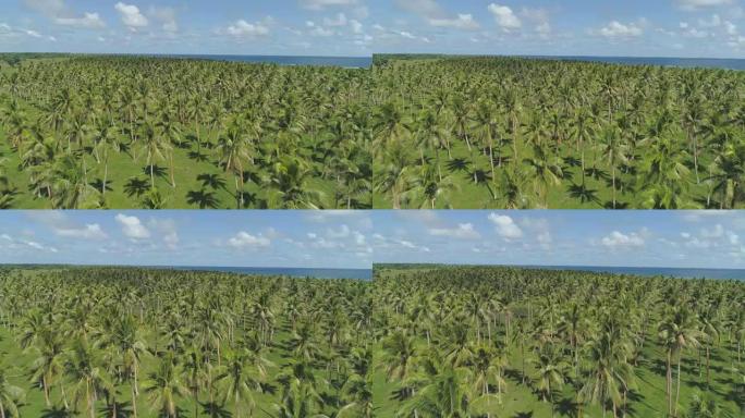 空中: 飞越偏远热带岛屿上令人叹为观止的棕榈树种植园。