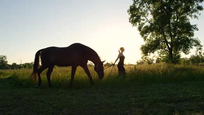特写: 大种马在日落时与一个女孩散步时放牧
