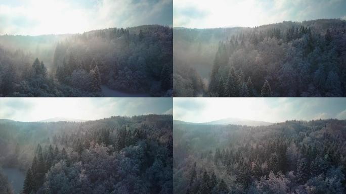 在下雪的冬天早晨，空中特写飞过令人惊叹的迷雾混合森林