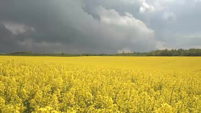 特写: 在暴风雨中摇曳的农田上令人惊叹的黄色油籽油菜花