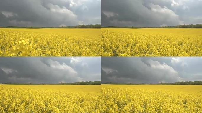 特写: 在暴风雨中摇曳的农田上令人惊叹的黄色油籽油菜花