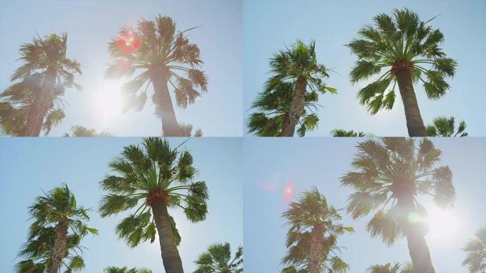 慢动作: 阳光透过高大的棕榈树
