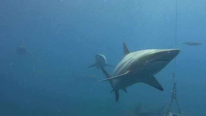 黑鳍鲨（Carcharhinus limbatus）