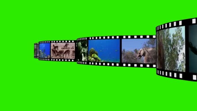 动物电影卷轴绿屏