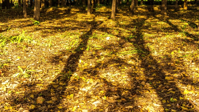 8k金黄色的秋天白杨树树林光影延时拍摄