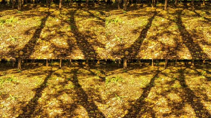 8k金黄色的秋天白杨树树林光影延时拍摄