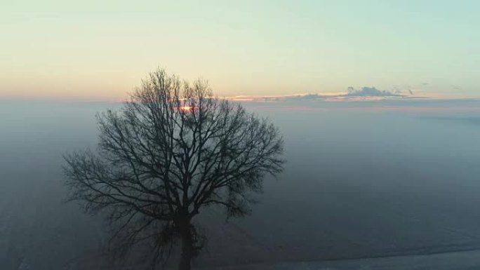 斯洛文尼亚日出时，宁静，田园诗般的乡村冬季作物田上的雾
