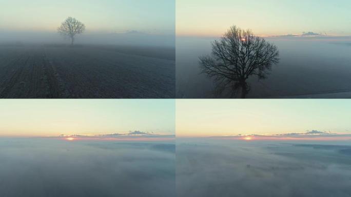 斯洛文尼亚日出时，宁静，田园诗般的乡村冬季作物田上的雾