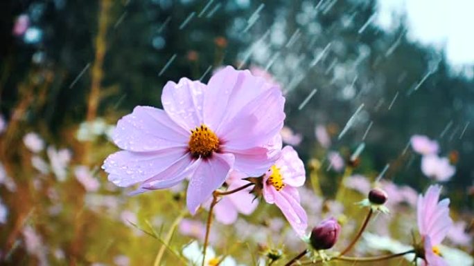 雨滴落在花园的花朵上