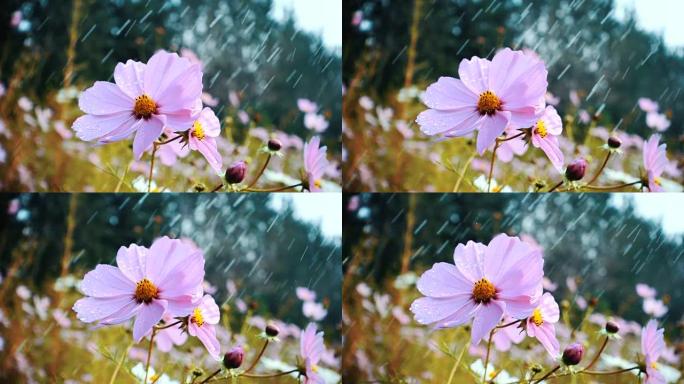 雨滴落在花园的花朵上