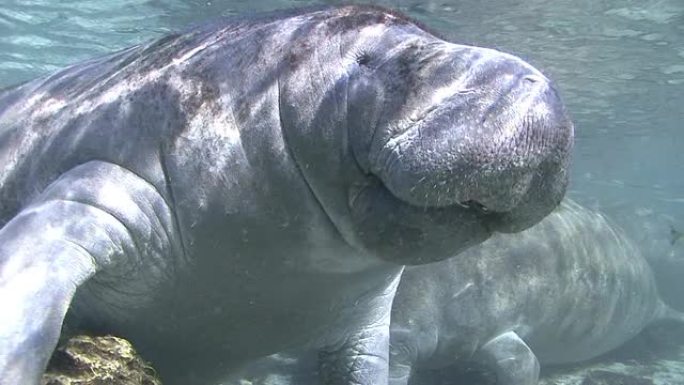 海牛特写热带鱼群海洋大海野生动物