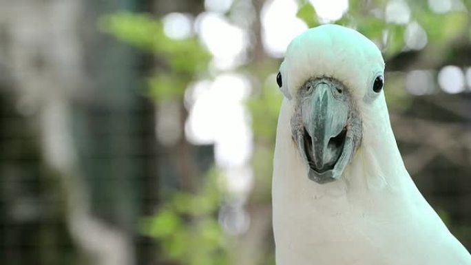凤头鹦鹉白色鹦鹉鸟喙聪明的鸟