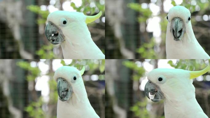 凤头鹦鹉白色鹦鹉鸟喙聪明的鸟