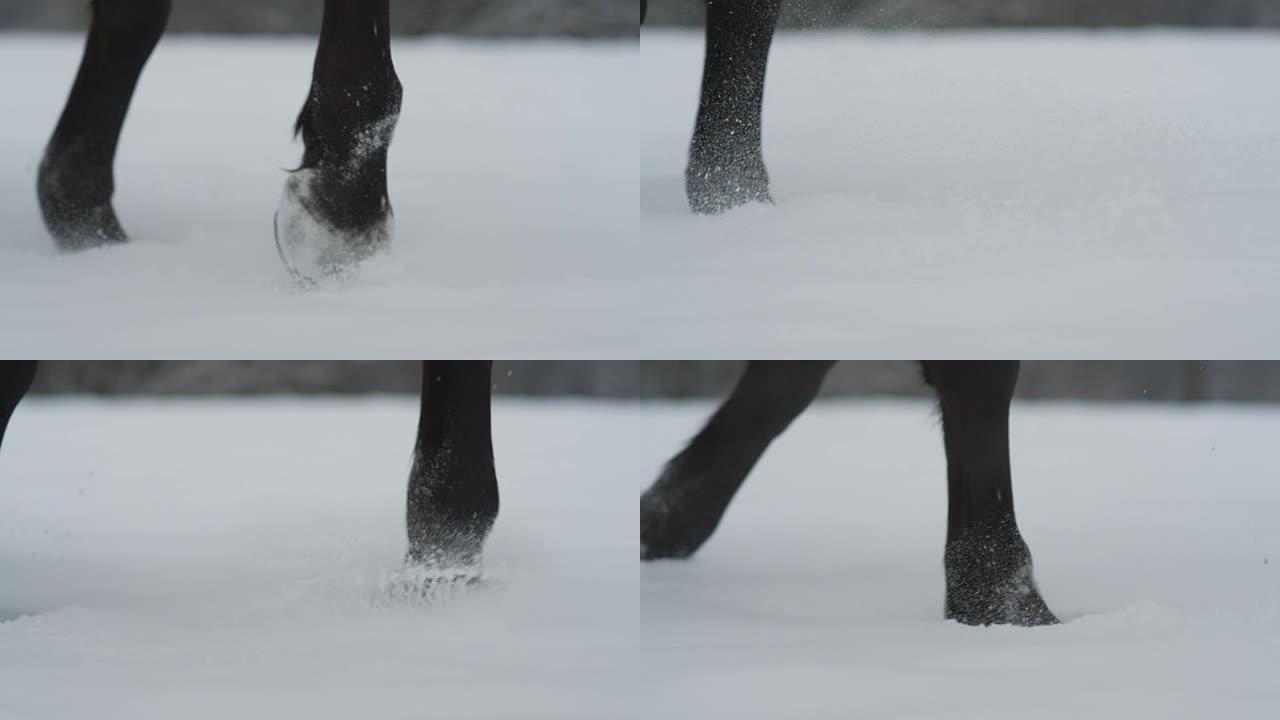 慢动作特写: 黑马在白色冬天的深雪毯子中行走
