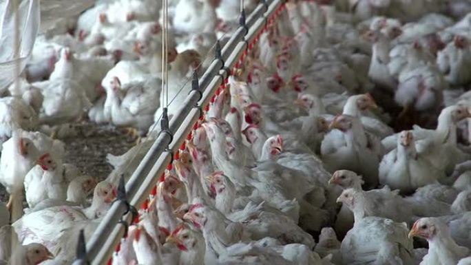 南非肉鸡集中工厂化养殖鸡