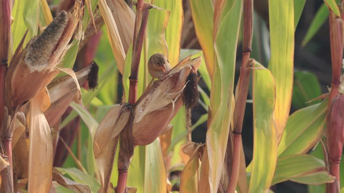两只织布鸟取食田里的玉米