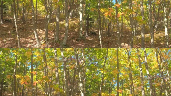 特写: 森林地面上的干叶和森林树梢上郁郁葱葱的秋叶