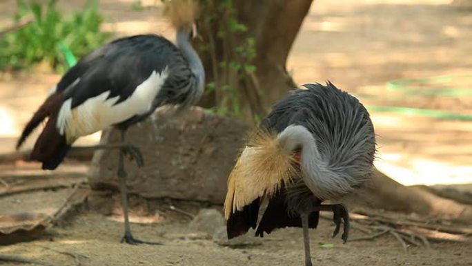 灰冠鹤灰冠鹤野生动物保护生物生态