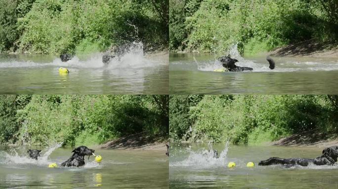 慢动作: 三只幼犬跑进不清晰的河流去黄球。