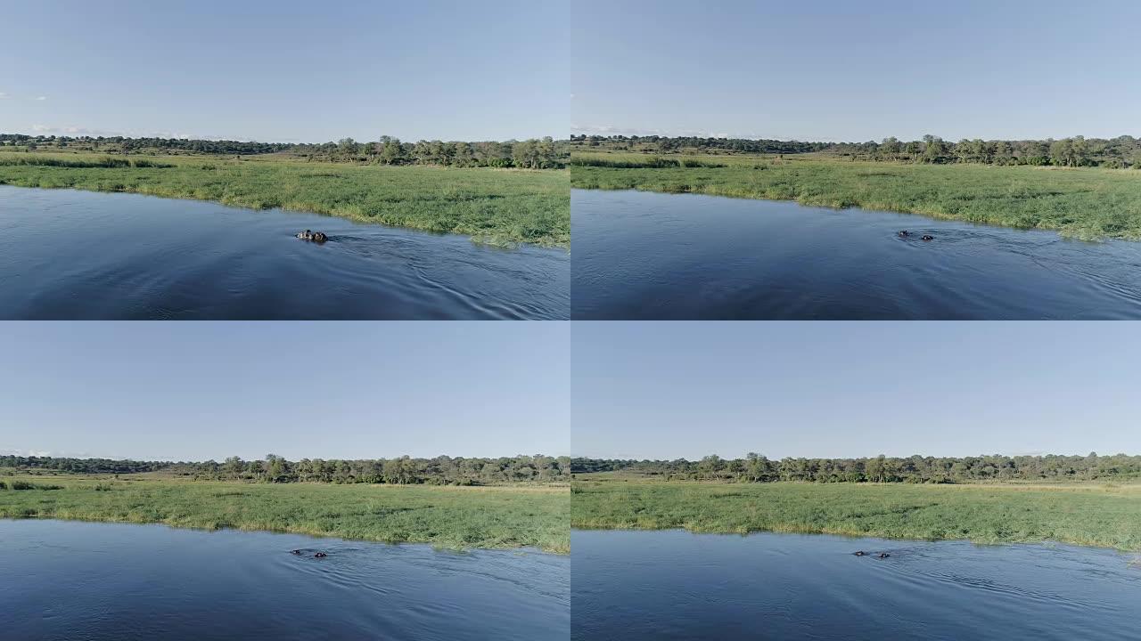 奥卡万戈河的河马。无人机的观点。