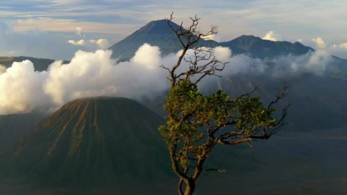 布罗莫火山、树和云的早晨景观。印度尼西亚东爪哇