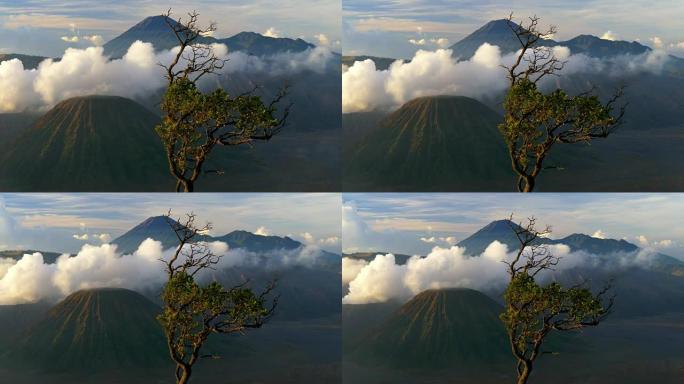 布罗莫火山、树和云的早晨景观。印度尼西亚东爪哇