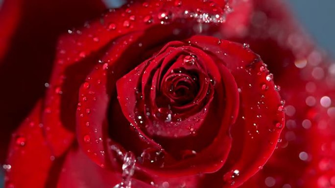 落在红玫瑰上的雨滴特写