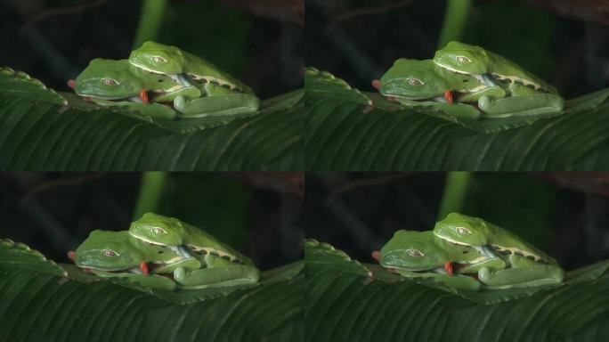 青蛙的爱青蛙的爱交配