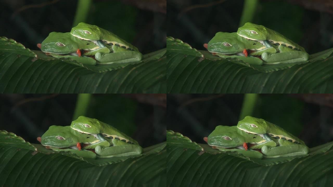 青蛙的爱青蛙的爱交配