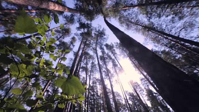 史诗森林。从到绿树的底部视图，有树叶和阳光