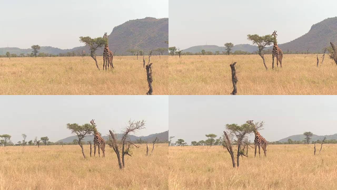 特写: 年轻的长颈鹿在一棵金合欢树上高高地喂食，撕下叶子