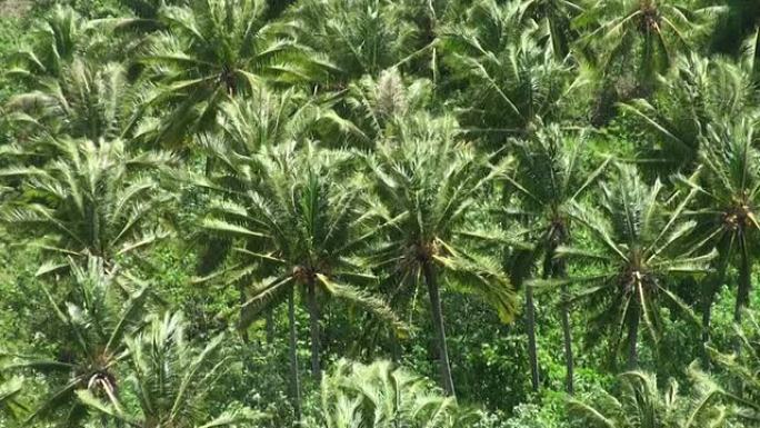 法属波利尼西亚多风椰子树种植园