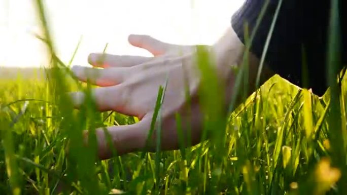 白人的手在阳光下的草地上。美妙的天气和鼓舞人心的气氛。
