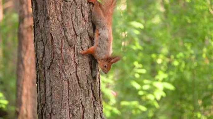 森林里的松鼠爬下树干，停下来慢动作地看着摄像机