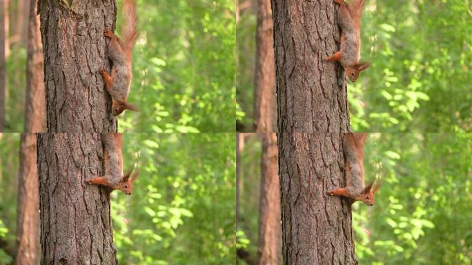 森林里的松鼠爬下树干，停下来慢动作地看着摄像机
