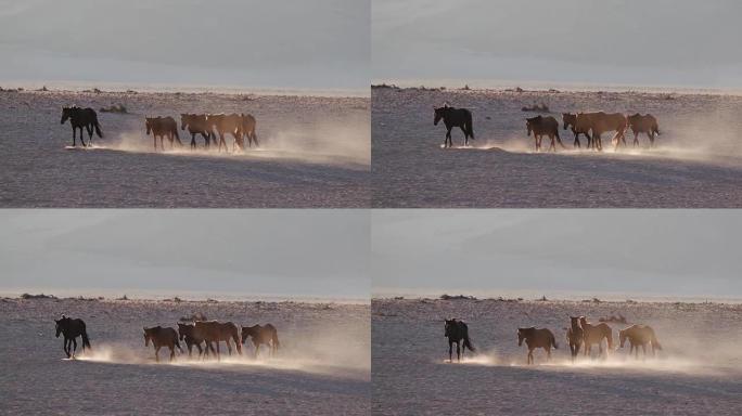 野马在沙漠景观中行走的4k背光镜头