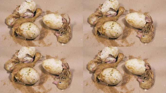 三个破碎的鸡蛋抽搐着新生的小鸭