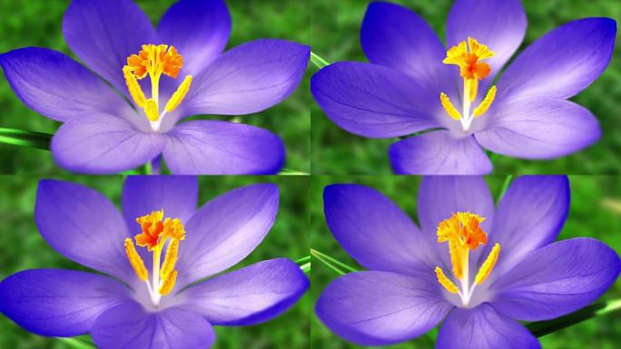 春天的蓝色番红花。循环。