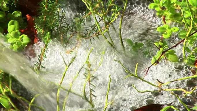 高清: 浇水浇水莴苣灌溉