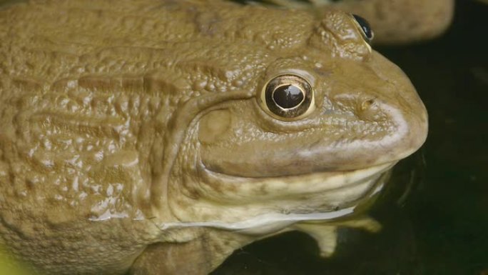 蛙生物科普蛙特写