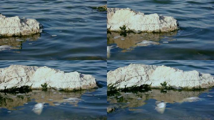 水污染。死鱼海洋污水大海脏水海面生态