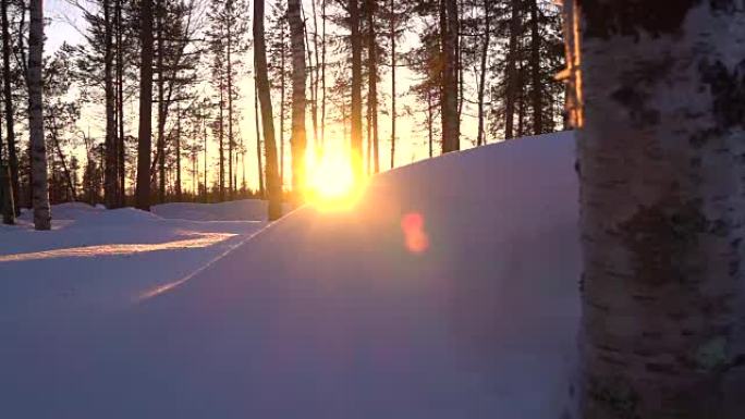 日落的光芒照耀在冬季森林中裸露的桦树树梢和白雪皑皑的云杉上