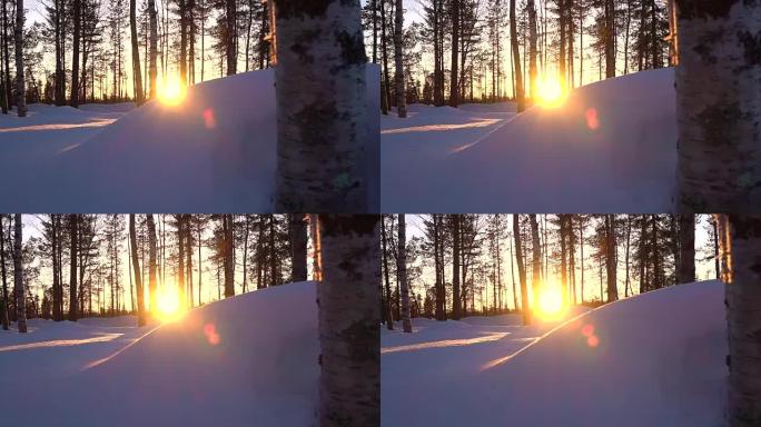 日落的光芒照耀在冬季森林中裸露的桦树树梢和白雪皑皑的云杉上