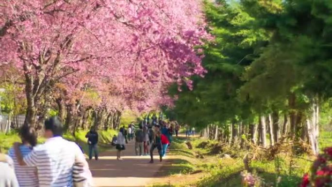 日本樱花的时间流逝很多人，多莉从右向左射击